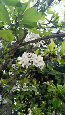 a bunch of white flowers on a tree at Appartamento Casa Florio Mondello in Palermo