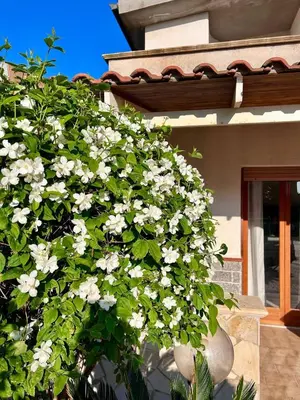 a bush with white flowers in front of a house at Villa Gargaf in Altavilla Milicia