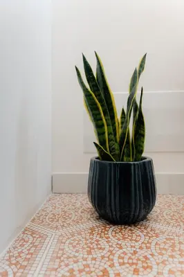 a plant in a black pot sitting on a table at Vincis Home in Palermo