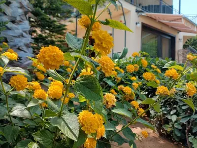 a bunch of yellow flowers in a garden at Sea View Holiday in Altavilla Milicia