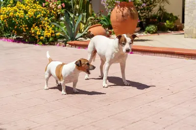 two dogs standing next to each other on a sidewalk at Casa Vacanze Villa Rosa Mondello in Palermo