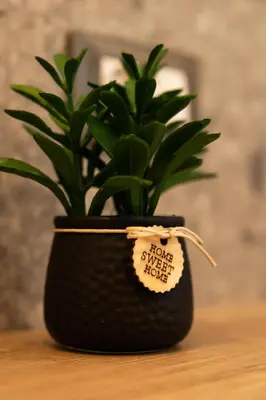 a plant in a black pot sitting on a table at I Zingalini Affittacamere in Casteldaccia