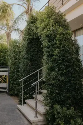 a large green bush with stairs in front of a building at Palmar Boutique Hotel in Campofelice di Roccella