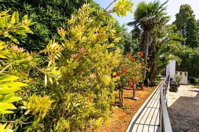a row of bushes with flowers on a walkway at Ibis Lodge With Swimming Pool in Palermo