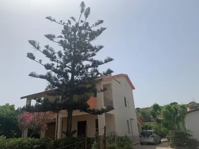 a pine tree in front of a house at Appartamento Citreum in Balestrate