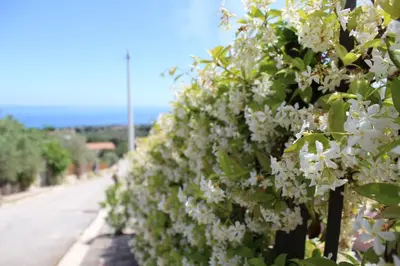 a garden with plants and flowers on a sidewalk at Villa Angel in Mandra Capreria