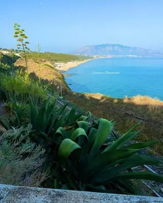 a plant on a hill next to a beach at Arena Dorada apartaments Margarita in Balestrate
