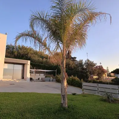 a palm tree in a yard next to a house at Villa Mare Luna in Balestrate