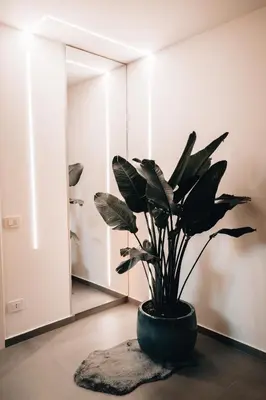 a potted plant sitting on a rug in a room at Suite le palme in Aspra