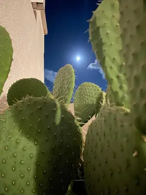 a cactus with the moon in the background at Casetta Ciurì in Terrasini