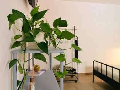 a plant on a table in a room at La casa di giù in Palermo