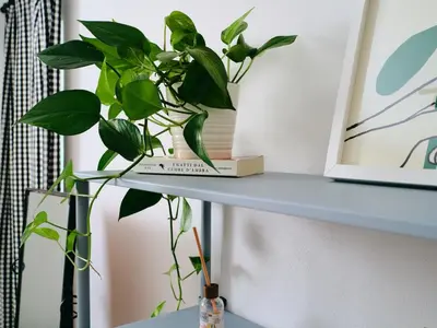 a plant sitting on top of a shelf at La casa di giù in Palermo