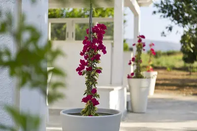 a group of flowers in pots on a porch at Case Della Baia in Castellammare del Golfo