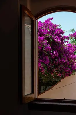 a window view of a bush of purple flowers at Casa D'Acquisto in Santa Flavia