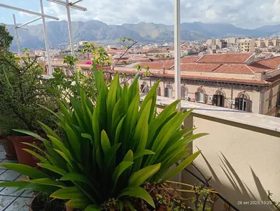 a plant on a balcony with a view of a city at Montesanto in Palermo