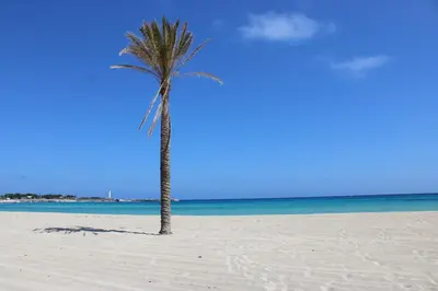 a palm tree on a sandy beach near the ocean at B&B Selene in San Vito lo Capo