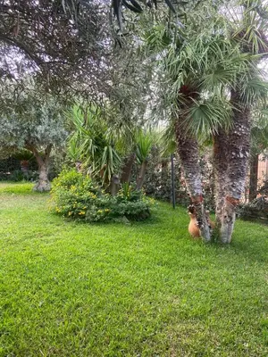 a group of palm trees in a yard at Il Giardino di Seba in Campofelice di Roccella