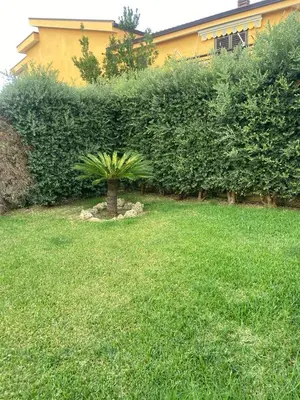 a small palm tree in the middle of a yard at La casa di Frank, con piscina privata in Campofelice di Roccella