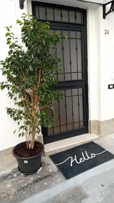 a tree in a pot next to a door at Palermo Home Cattedrale-Moderno Monolocale in Palermo