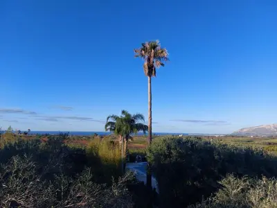 a palm tree in the middle of a field at Holiday Home Entspannung- Meer- Natur- Kultur by Interhome in Partinico