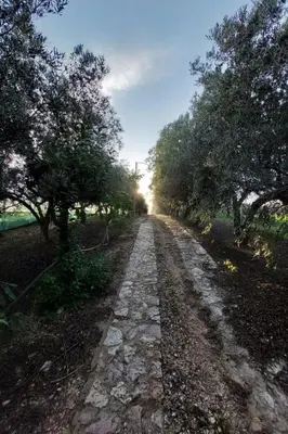 a stone road with trees on either side at Holiday Home Entspannung- Meer- Natur- Kultur by Interhome in Partinico