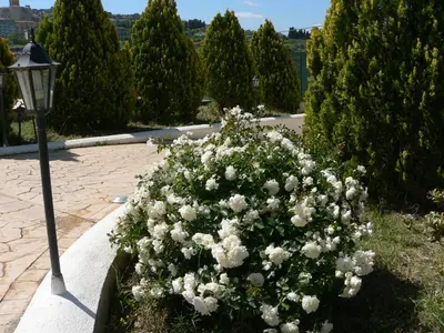 a large bush of white flowers next to a street light at Il Noce Antico in Bisacquino