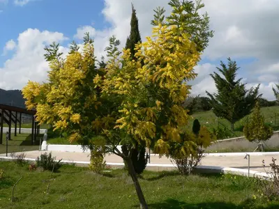 a tree with yellow flowers in the grass at Il Noce Antico in Bisacquino