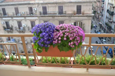 a pot of flowers sitting on a balcony at Appartamento Alla Zisa in Palermo