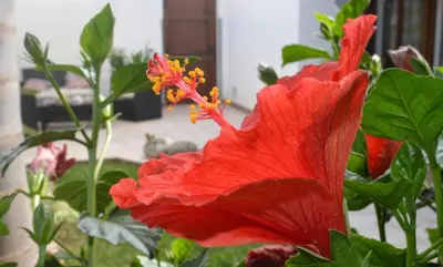 a red hibiscus flower in a garden at Kimos in San Vito lo Capo