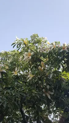 a tree with white flowers on it at Raggio di Sole Bed & Breakfast in Macari