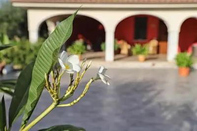 a white flower on a plant in front of a pool at Lucy's cottage in Cinisi
