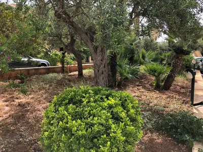 a bush with yellow flowers in a yard with a tree at casa Francy in San Vito lo Capo