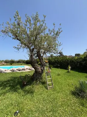 a ladder leaning against a tree next to a pool at Villa delle Cecilie in Partinico