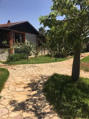 a tree sitting in the middle of a stone path at Villa lo Iacono in Terrasini