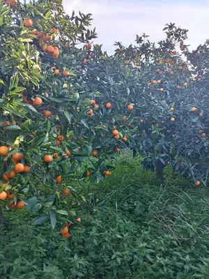 an orange tree filled with lots of oranges at Villetta San Giovanni in Calatafimi