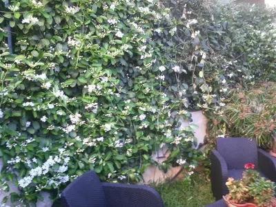 a hedge with white flowers on a wall at Apartment Ro a Mondello in Mondello