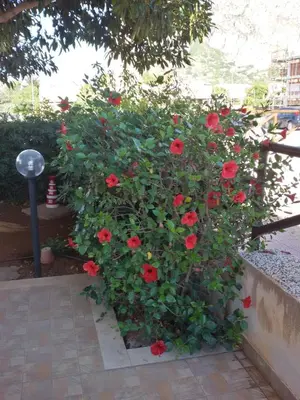 a bush of red roses growing next to a fence at Appartamento con Giardino - WIFI in San Vito lo Capo