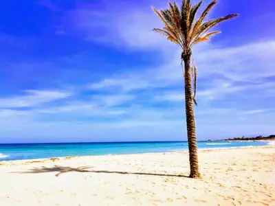 a palm tree on a beach with the ocean at Appartamento con Giardino - WIFI in San Vito lo Capo