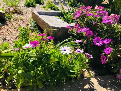 a garden with purple flowers and a stoneolith at B&B Timpe Bianche in Castelluzzo