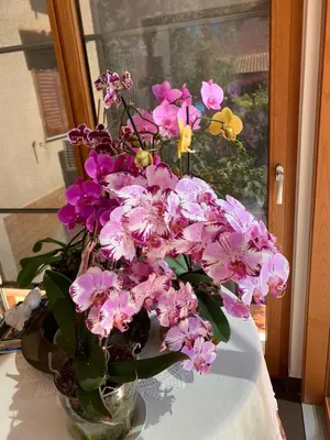 a vase filled with pink flowers on a table at Green Garden 2017 in Mondello