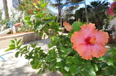 a pink flower on a bush in a garden at Villa Hibisco in San Vito lo Capo