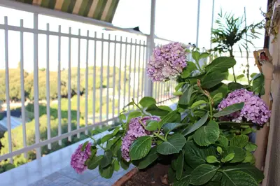 a plant with purple flowers on a balcony at B&B Pisani in Palermo