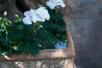 a potted plant with white flowers in a pot at Addumari in Palermo