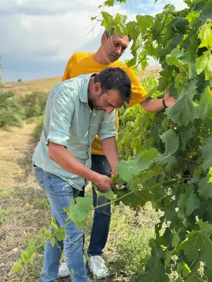 two men are picking grapes from a tree at Palace Bed & Breakfast in Salaparuta
