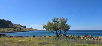 a tree in a field next to the water at Al Civico 365 in Castelluzzo