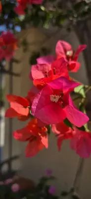 a bunch of pink flowers on a tree at Al Civico 365 in Castelluzzo
