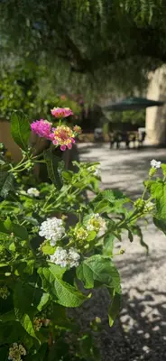 a group of flowers in a garden with a sidewalk at Al Civico 365 in Castelluzzo