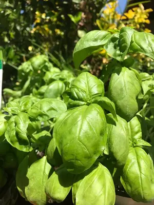 a bunch of green leaves on a plant at Stunning Sicilian Villa in Carini