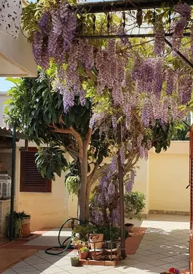a wisteria plant hanging from a pergola at La depandance di Villa Rosa locazioni brevi in Mondello