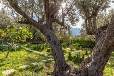 a tree in a garden with the sun behind it at Villa Violetta in Carini